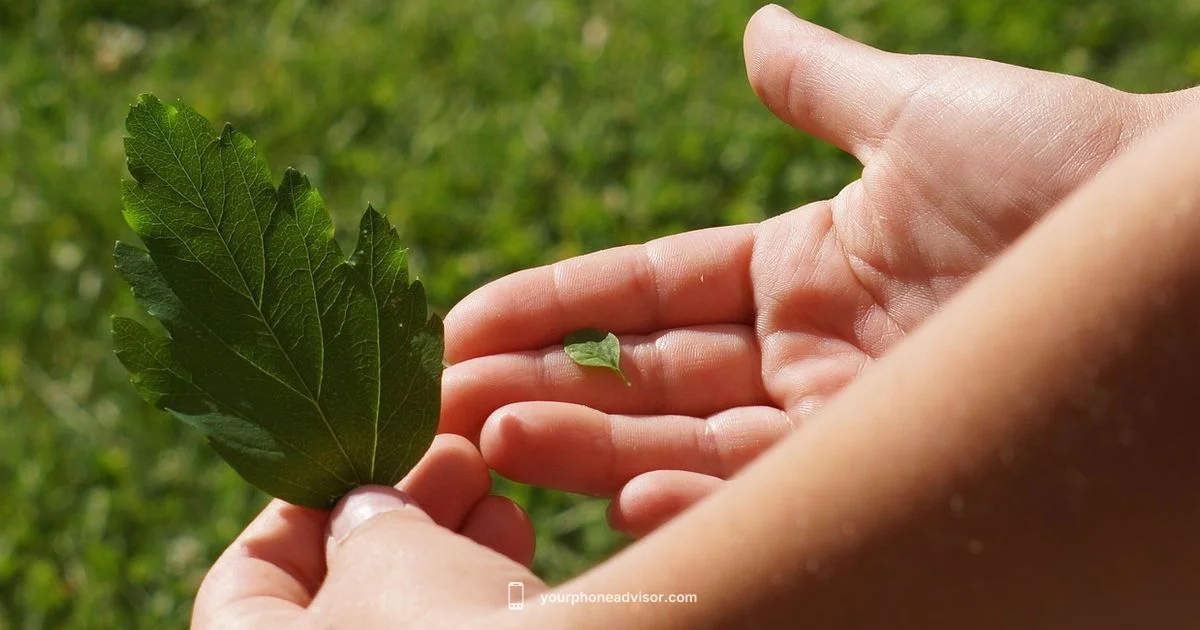 Phone Size Guide - Your Phone Advisor