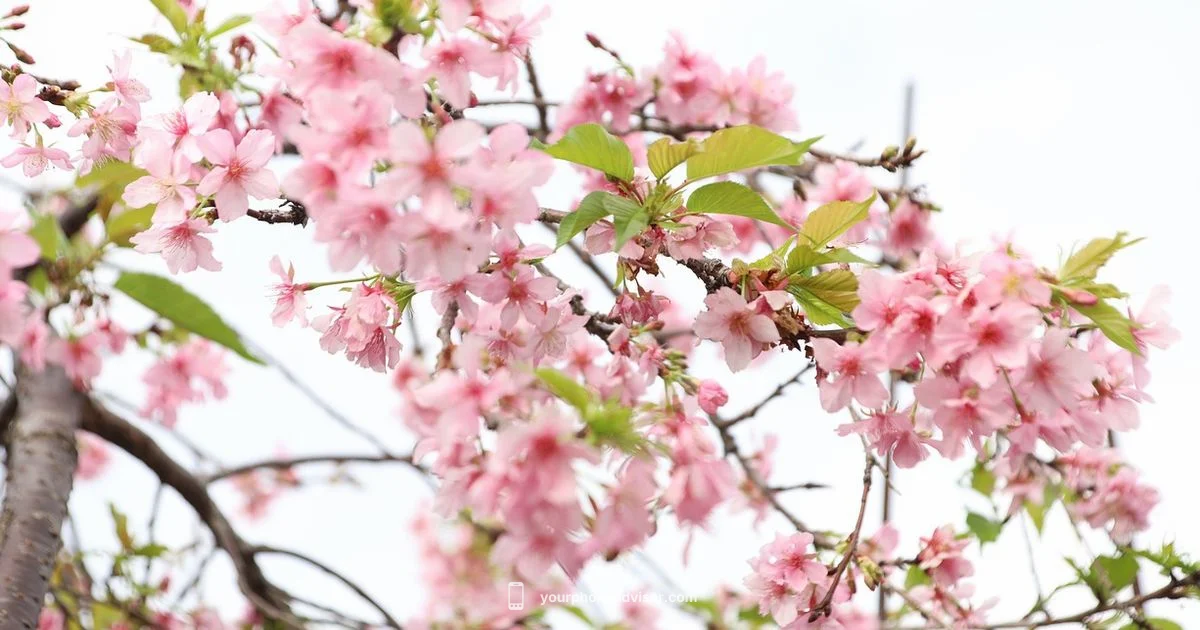 Galaxy S Guide - Your Phone Advisor