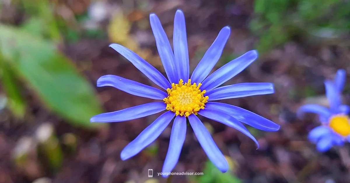 Samsung Smart Phone Guide - Your Phone Advisor