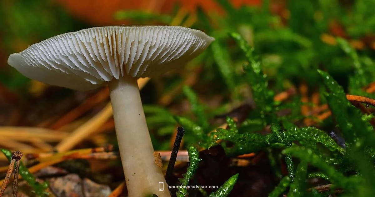 Green Line Troubleshoot - Your Phone Advisor