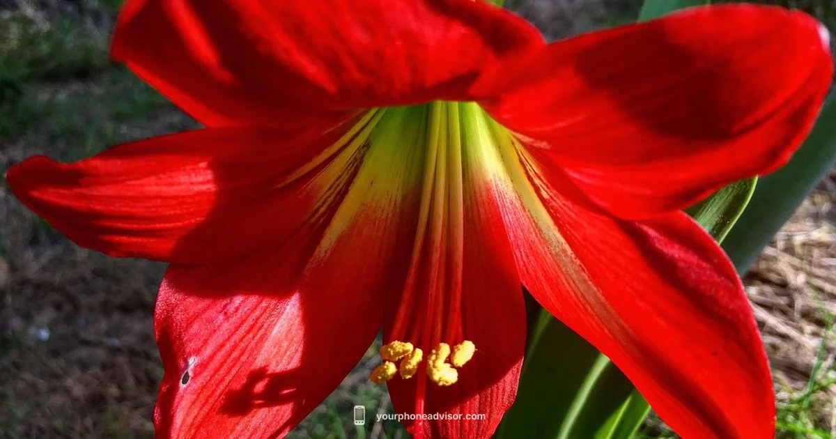 iPhone 16 Plus Cases - Your Phone Advisor