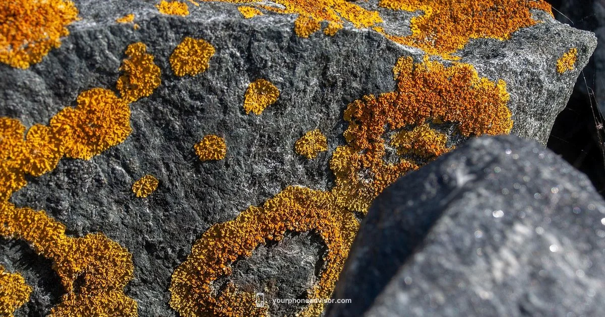 Vivid 4K Wallpapers - Your Phone Advisor